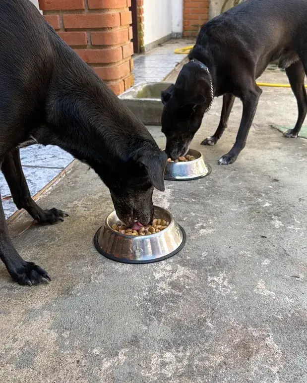 Cachorros se alimentando em potes individuais, cada um com sua própria ração.