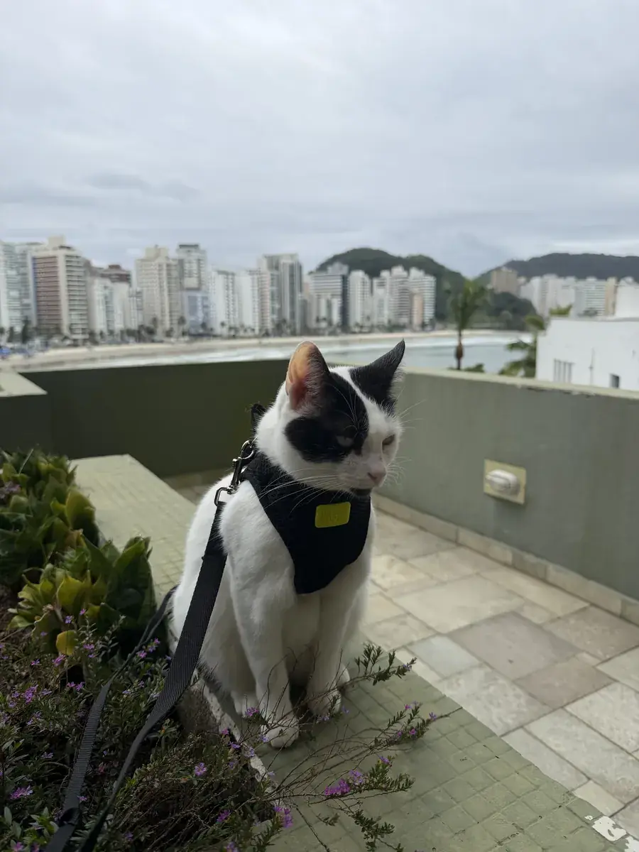 Gato de peitoral e guia tomando ar na varanda, com a orla do Guarujá ao fundo.