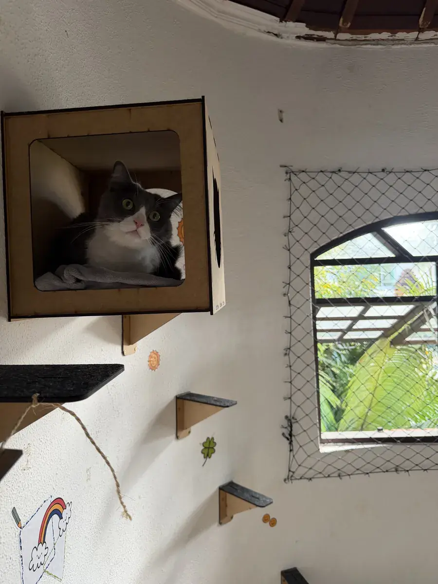 Gato espiando de dentro de um nicho de papelão preso na parede, parte da estrutura de prateleiras da gruta dos gatos.