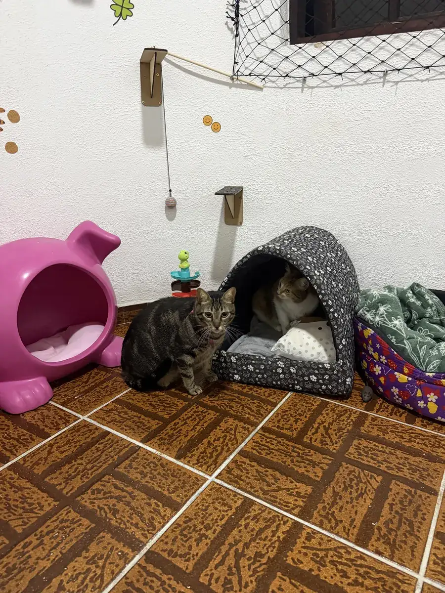 Dois gatos na gruta, com caminhas, tocas e prateleiras só para eles.