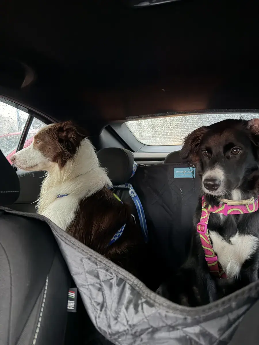 Dois cachorros no banco traseiro, com capa protetora, durante o leva e traz.