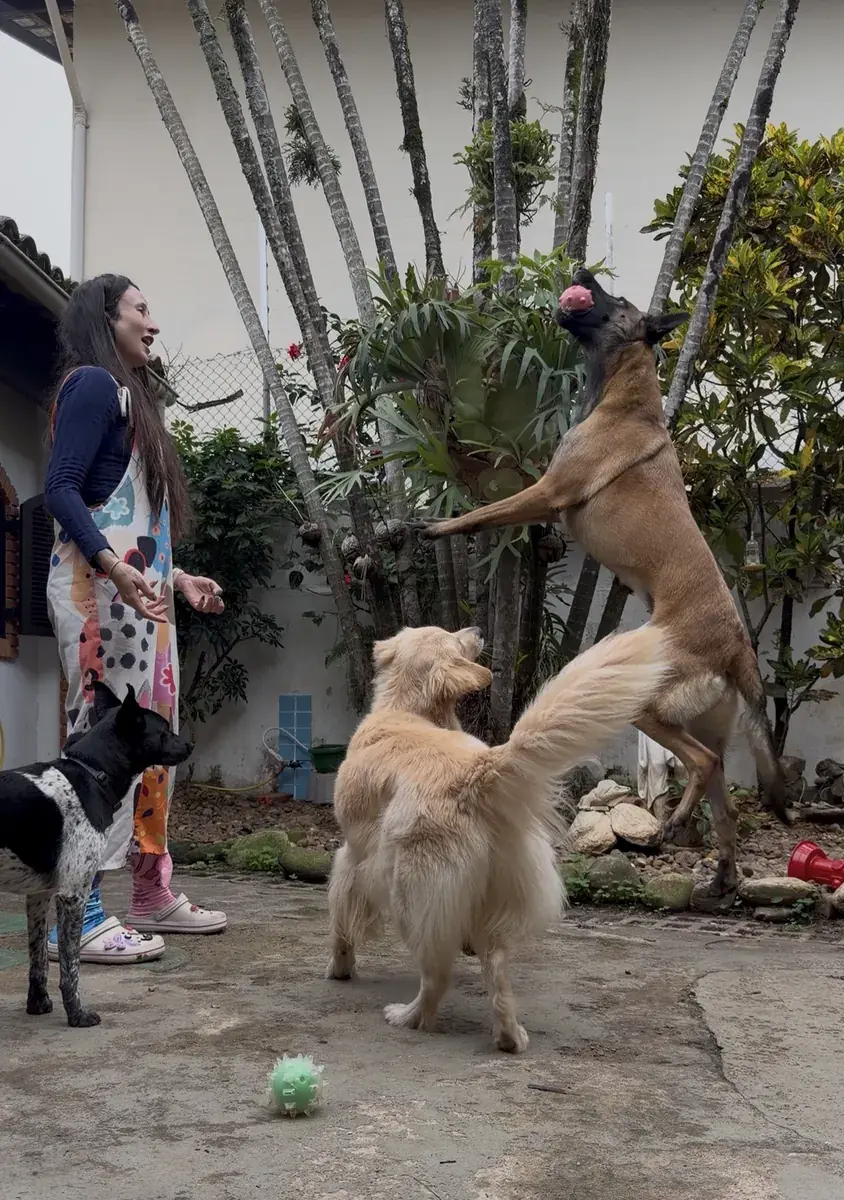 Cachorros de porte grande brincando soltos na creche, com supervisão da equipe.