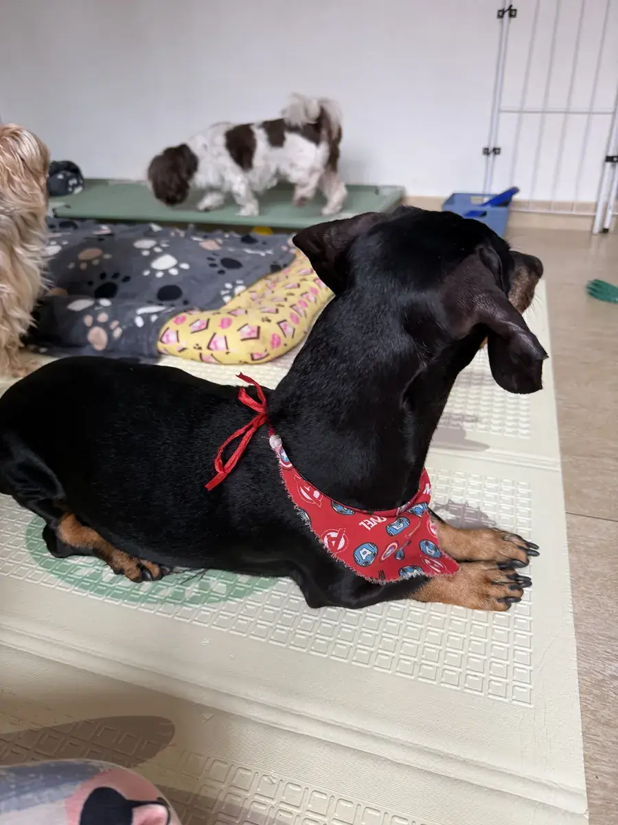 Cachorros de porte pequeno descansando juntos em colchonete na creche.