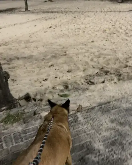 Cachorro na guia com a equipe, na orla do Guarujá.