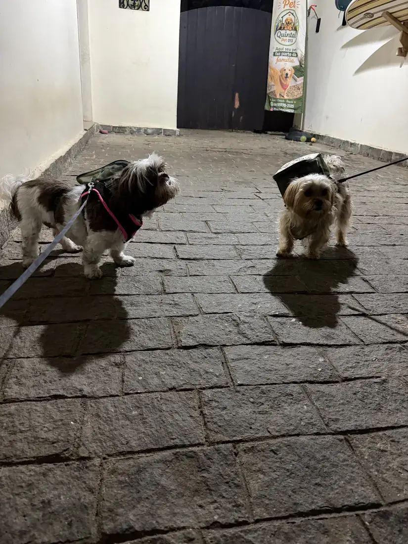 Dois cachorros com bandana laranja, lado a lado.