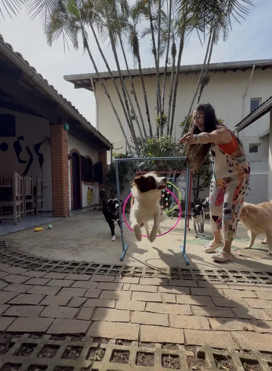 Cachorros pulando atrás da bola no quintal, com a equipe brincando junto.
