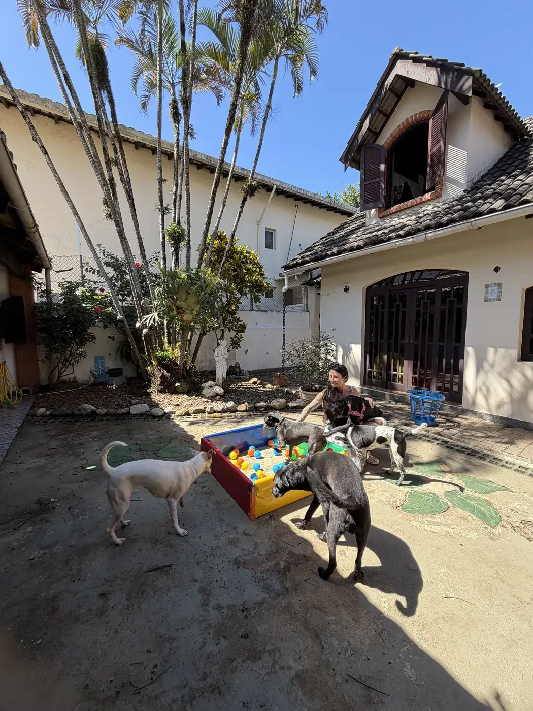 Cachorros soltos brincando no quintal, com a casa ao fundo, sem canis nem gaiolas.
